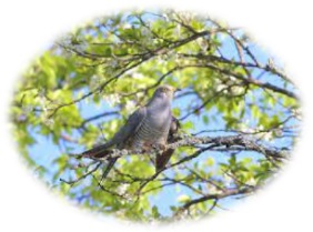 С КУКУШКОЙ ГОДЫ ПОСЧИТАЕМ...